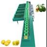 Avokadosorteringsmaskin för fruktvikt