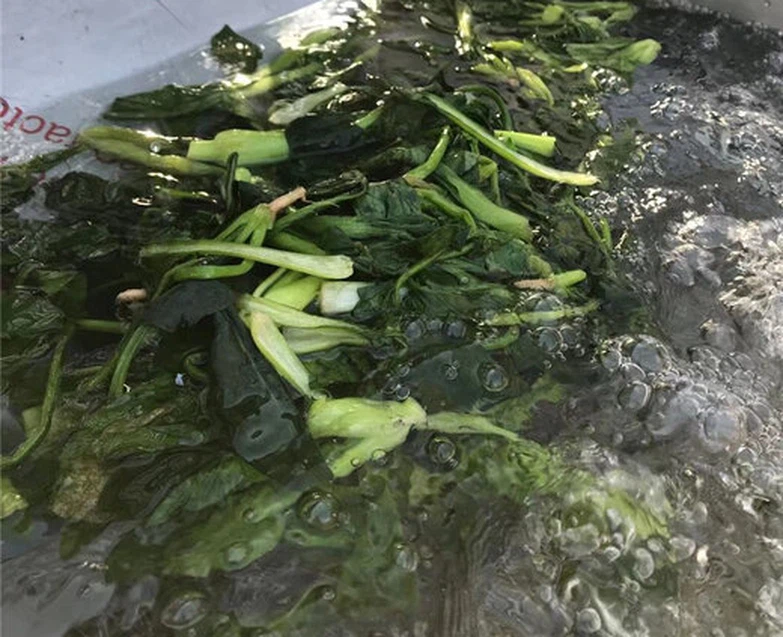 blanching machine 2 blanching machine 2