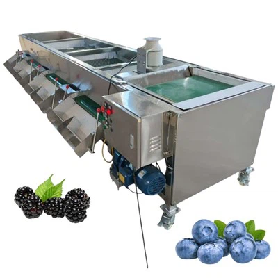 Sortera gradering av blåbär Grader Blueberry Sorterare